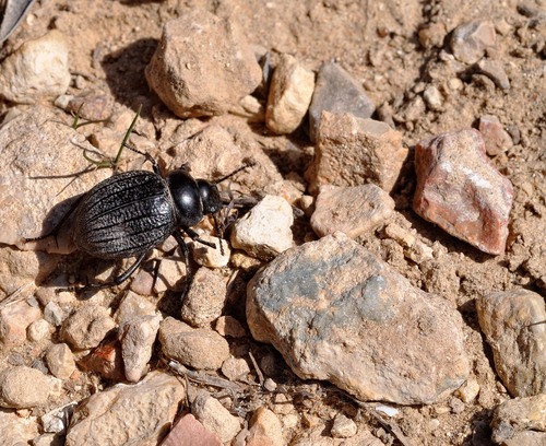 Pimelia interjecta