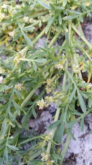 Lepidium coronopus