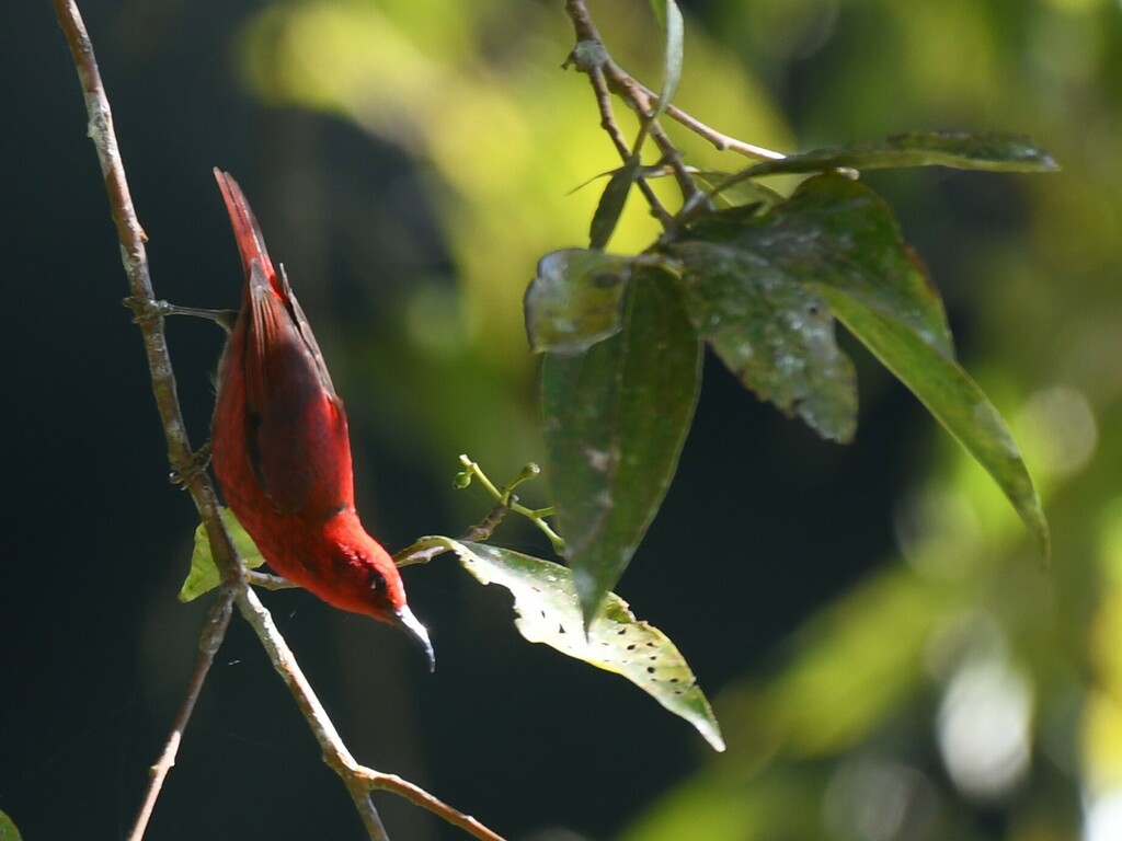 Red Myzomela