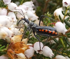 Rhynocoris tristis