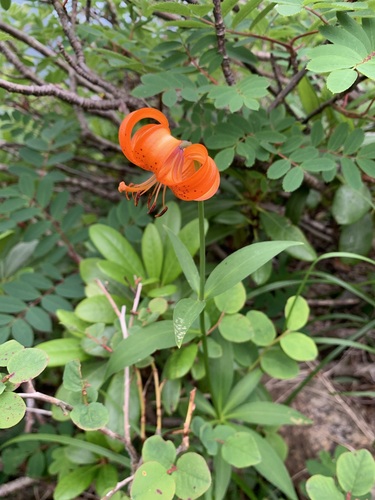 Lilium medeoloides, photograph 5