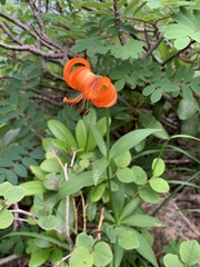 Lilium medeoloides, photograph (c) 岸本年郎, some rights reserved (CC BY)