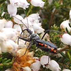 Rhynocoris tristis