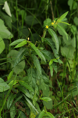 Corchorus trilocularis image