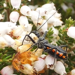 Rhynocoris tristis