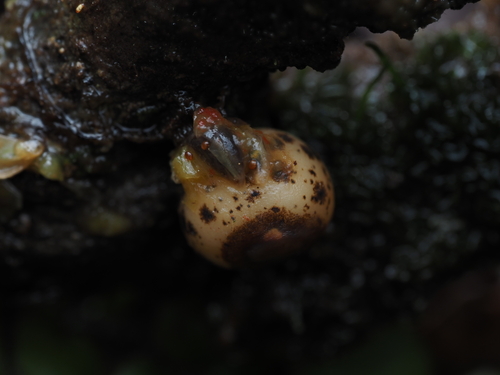 Rhipogonum scandens (Ripogonum scandens)