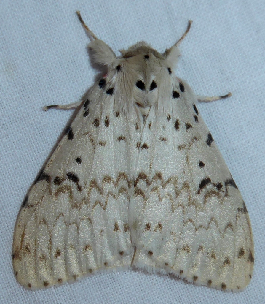 Lymantria plumbalis