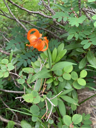 Lilium medeoloides, photograph 4