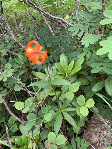 Image of Oat-bulbed Lily by (c) 岸本年郎, some rights reserved (CC BY)