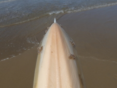 Sepia opipara