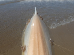 Sepia opipara