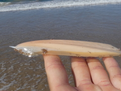 Sepia opipara
