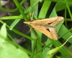 Diasemia monostigma
