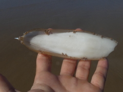 Sepia opipara