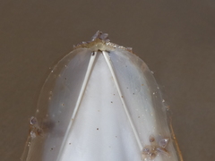 Sepia opipara