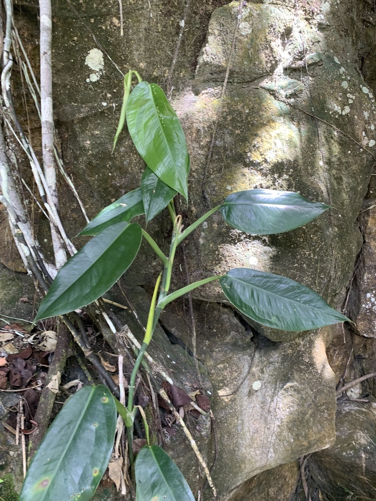 Pothos tener