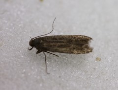 Monochroa leptocrossa