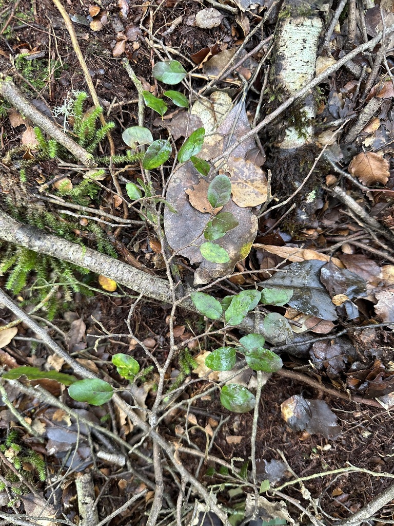 New Zealand Black Beech from Mangapapa Conservation Area, Bay of Plenty ...