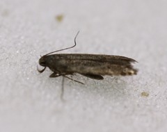 Monochroa leptocrossa