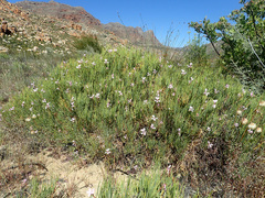 Pelargonium laevigatum oxyphyllum