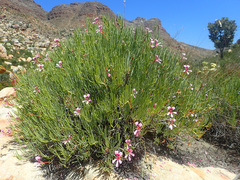 Pelargonium laevigatum oxyphyllum