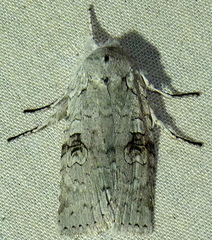 Lithophane viridipallens