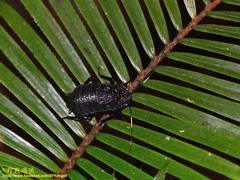 Catara rugosicollis