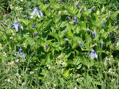 Clematis integrifolia