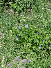 Clematis integrifolia