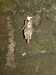 Gorochovitettix kannackiensis