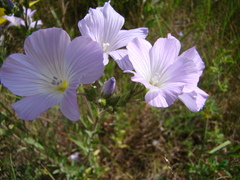 Linum hirsutum