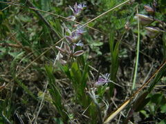 Polygala sibirica