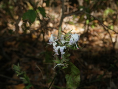 Hypoestes