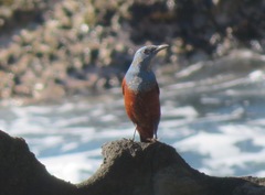 Monticola solitarius philippensis