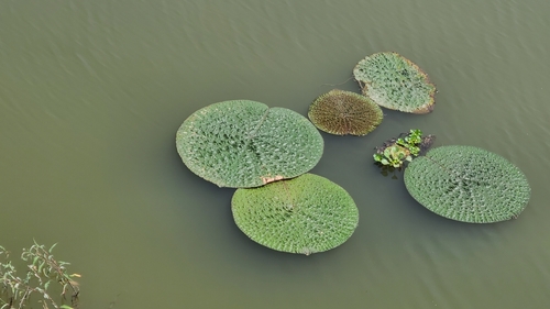 Prickly Waterlily