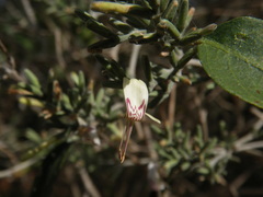 Hypoestes decaryana