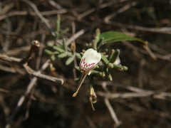 Hypoestes decaryana