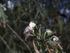 Hypoestes decaryana