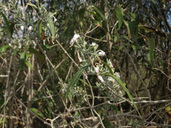 Hypoestes decaryana