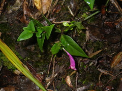 Hypoestes erythrostachya