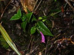 Hypoestes erythrostachya