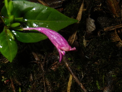 Hypoestes erythrostachya