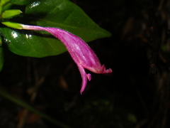 Hypoestes erythrostachya