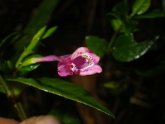 Hypoestes erythrostachya