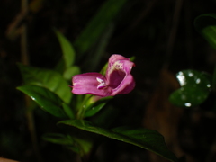 Hypoestes erythrostachya