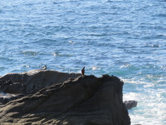 Monticola solitarius philippensis