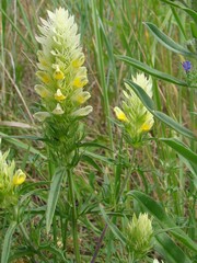 Melampyrum argyrocomum