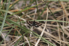 Pyrausta nigrata
