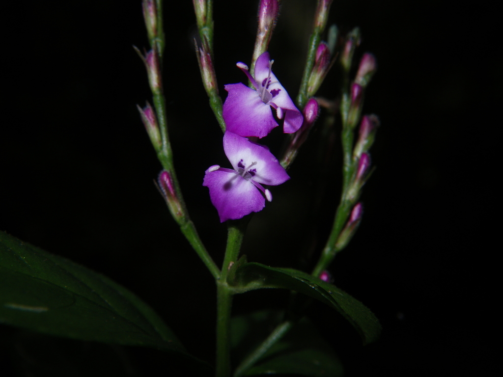Hypoestes viguieri