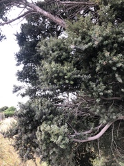 Podocarpus totara